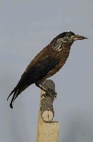 星鴉藏品圖，第7張